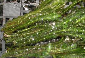 クルクル巻きにした水草