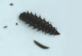 3月27日の幼虫