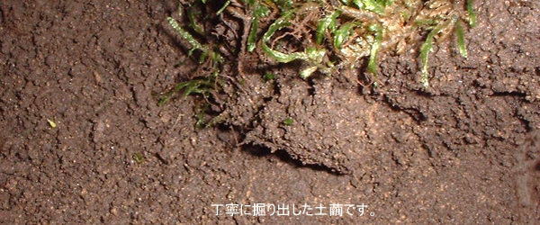 ていねいに掘り出した土繭です。