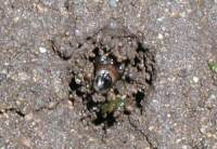 土繭の穴をふさぐ幼虫