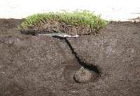 サナギ床の断面図