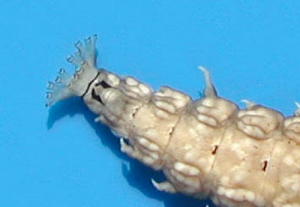 �Q���W�{�^���̔��r��14�{