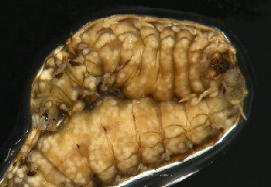 �w�C�P�{�^���̔��r