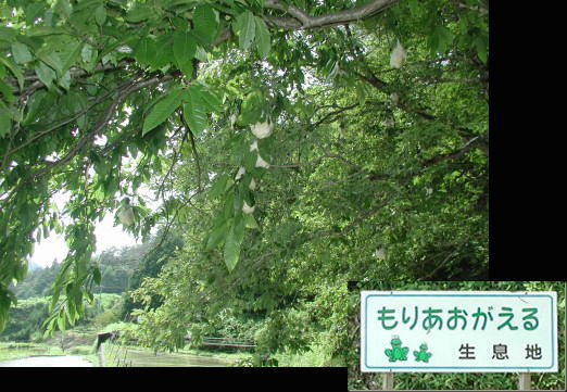 下呂市久野川のモリアオガエルの生息地