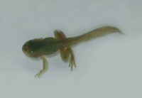 前足も生えました。